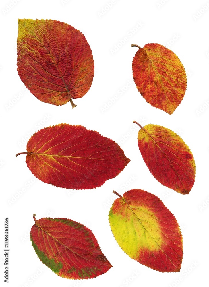 Fototapeta premium autumnal colorful leaves at autumn
