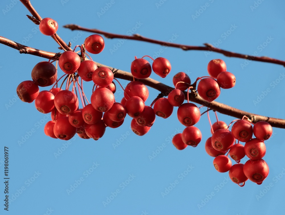 Malus purpurea tree at autumn