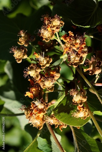 Actinidia chinensis bush with green foliage and yellow flowers photo