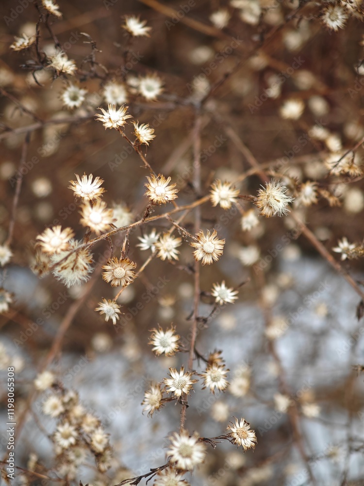 Beautiful dried flowers with delicate white petals creating a soft, natural tapestry in a serene outdoor setting Beautiful dried flowers with delicate white petals creating a soft, natural tapestry in a serene outdoor setting