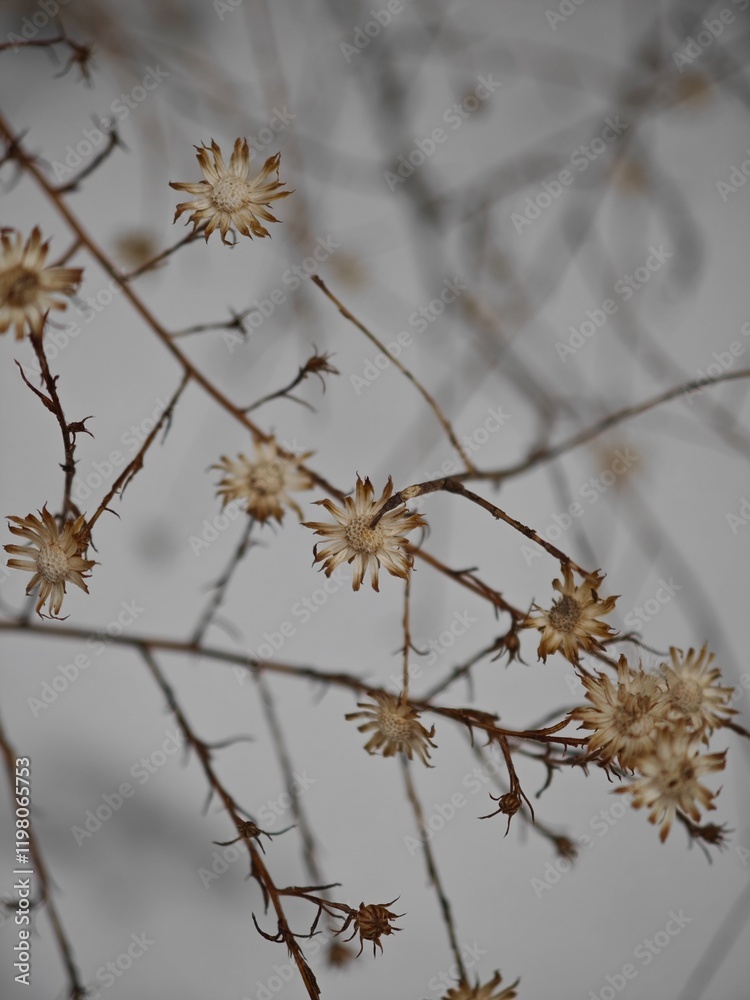 Captivating dried flowers create an enchanting winter atmosphere in a serene setting Captivating dried flowers create an enchanting winter atmosphere in a serene setting