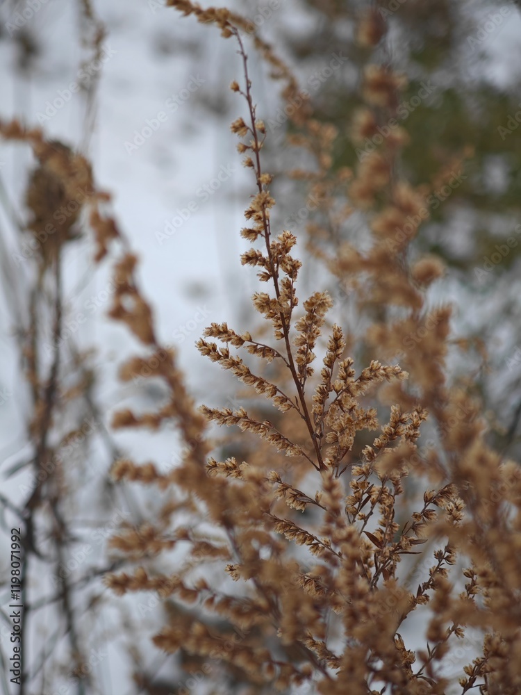 Delicate winter flora swaying gently in the frosty air of a serene landscape during a quiet afternoon Delicate winter flora swaying gently in the frosty air of a serene landscape during a quiet afternoon