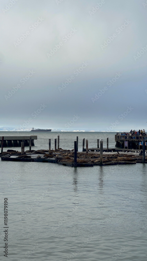 Fototapeta premium sea lions at the harbor