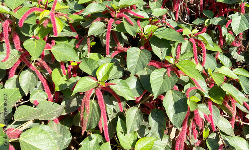 Acalypha hispida or Chenille plant, Philippines Medusa, Red hot cat's tail tropical red flowers in the garden of Tenerife,Canary Islands,Spain,Selective focus. photo