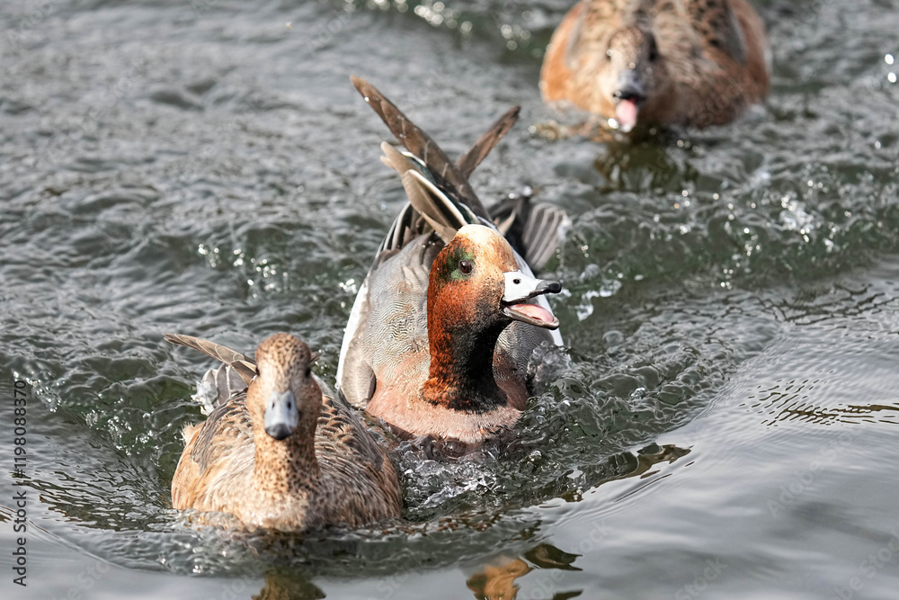 Fototapeta premium Japanese Wigeons - Tokyo