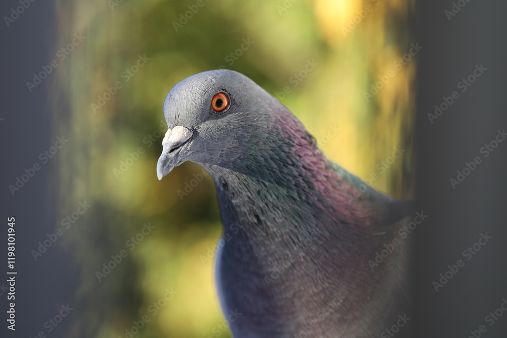 Fototapeta premium Male Pigeon closeup portrait, bird on the window, summer day, pigeon beautiful portrait, pigeons eyes in macro, Extreme Close Up