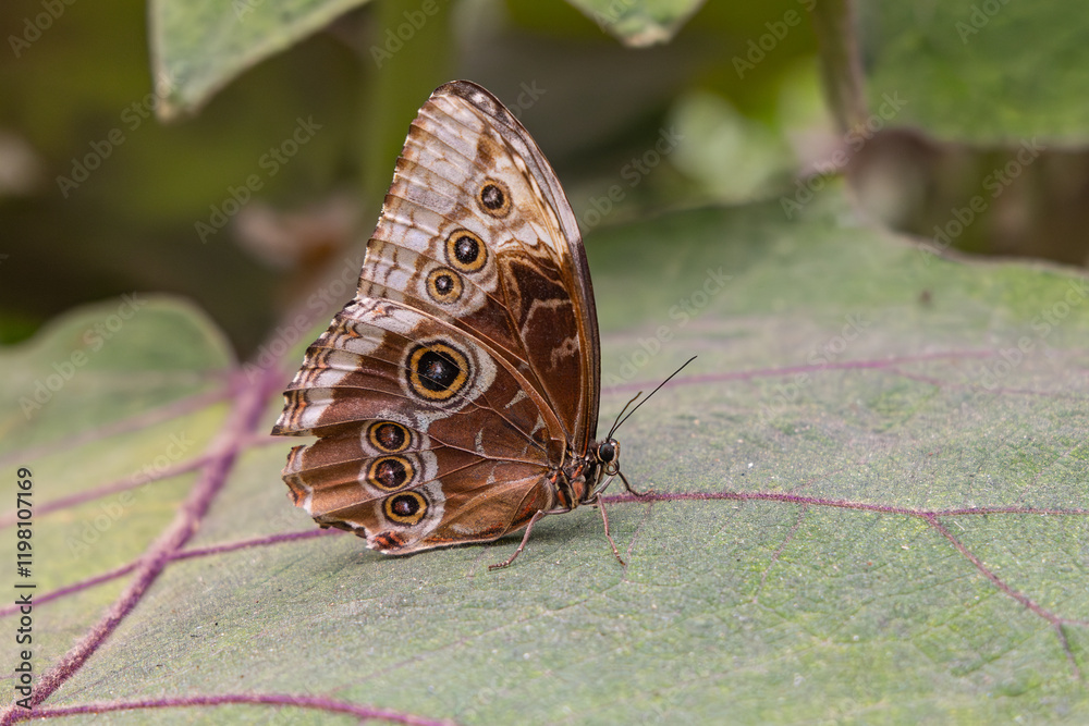 Fototapeta premium Butterfly on plants in Guatemala.