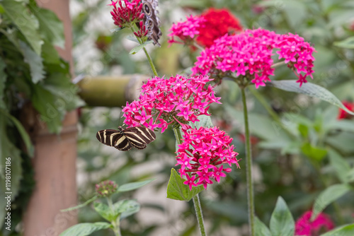 Photography Butterfly on wild flowers in Guatemala.