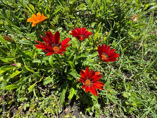 Colorful flower Gazania rigens. Close up of gazania rigens red flowers. Gazania rigens (syn. G. splendens), called treasure flower, is a species of flowering plant in the family Asteraceae.
 photo