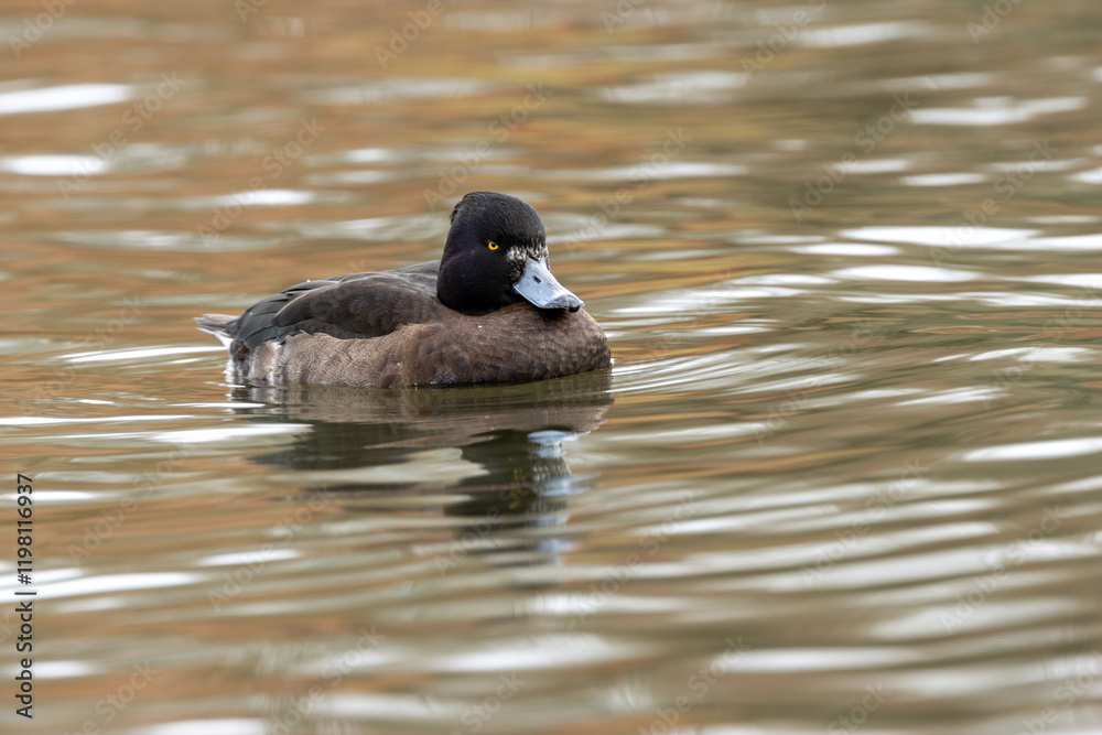 Female Tufted Duck (Aythya fuligula) in The Lough, Cork - commonly found in lakes and freshwater habitats. Female Tufted Duck (Aythya fuligula) in The Lough, Cork - commonly found in lakes and freshwater habitats.