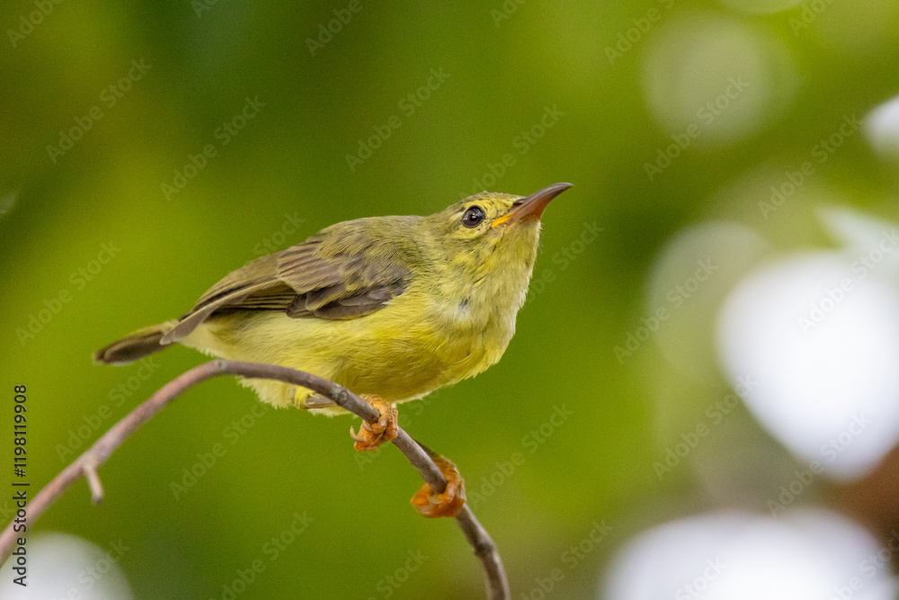Fototapeta premium Tiny Songbird on Branch: A tiny yellow and green songbird perches gracefully on a slender branch, its bright eyes fixed on the surrounding foliage.