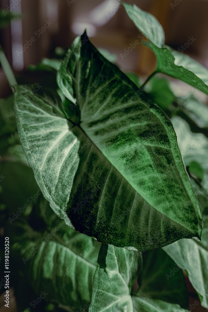 Leaf close-up of a heart-shaped leaves from a Syngonium podophyllum house plant Leaf close-up of a heart-shaped leaves from a Syngonium podophyllum house plant