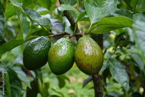 Wallpaper Mural Ripe green avocados from organic tree farming ideal healthy food for consumers Torontodigital.ca