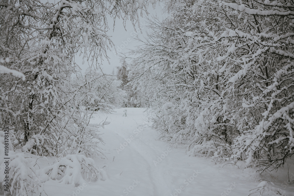 A snowy winter forest with a path surrounded by snow-covered trees A snowy winter forest with a path surrounded by snow-covered trees