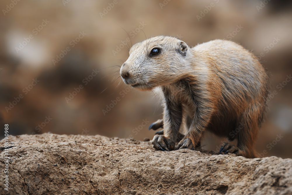 Black-tailed prairie dog (Cynomys ludovicianus) Black-tailed prairie dog (Cynomys ludovicianus)