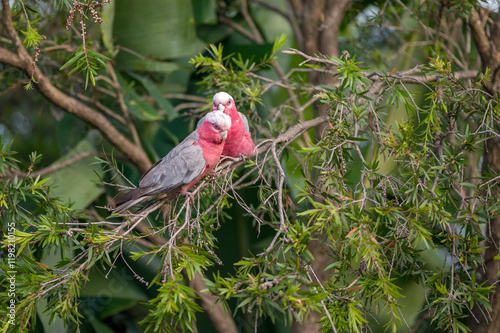 Two Galahs perched in a tree, preening