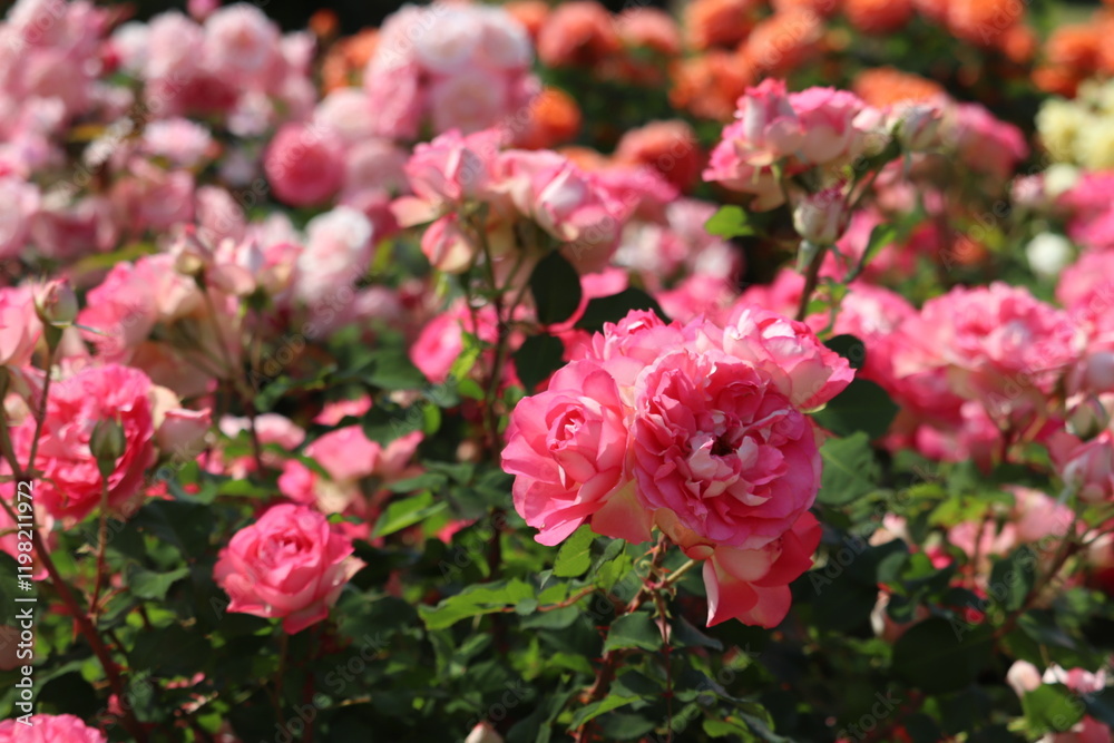 Rose garden Rose garden