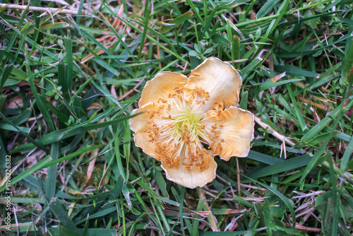 delicate kiwi flower on the grass