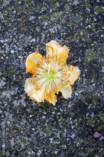 Kiwi tree blossoms basking in spring