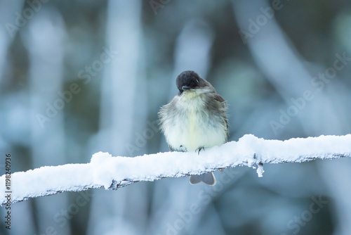 A phoebe perched on a snow-covered tree branch photo