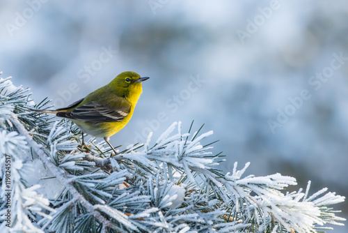 A pine warbler perched on a snow-covered tree branch photo