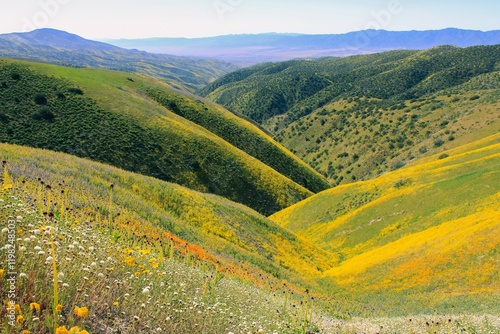 Slika na platnu Carizzo Plain Valley