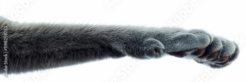 Close-up of a grey cat's paw and forearm, isolated on white background. photo