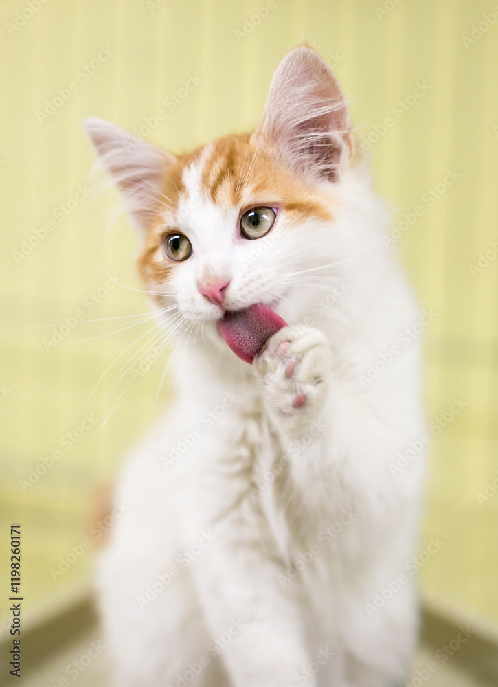 A white kitten with orange tabby markings licking its paw as it grooms itself A white kitten with orange tabby markings licking its paw as it grooms itself