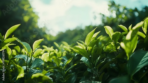 Lush Green Tea Leaves Basking in Sunlight photo