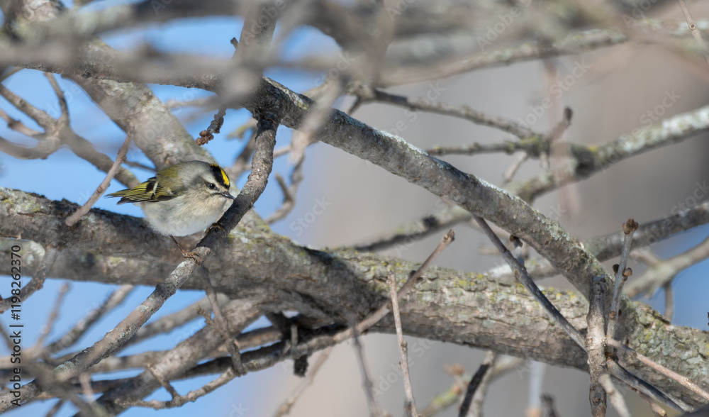 Golden-crowned kinglet perched in a tree. Golden-crowned kinglet perched in a tree.