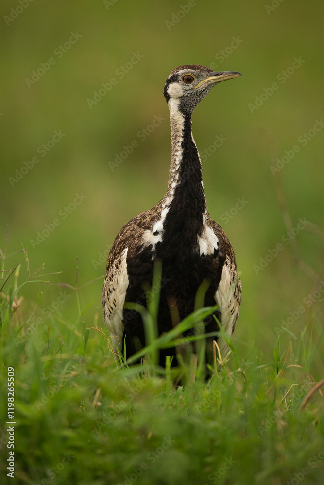 Black-bellied Bustard, Lissotis melanogaster, Tanzania, Africa Black-bellied Bustard, Lissotis melanogaster, Tanzania, Africa