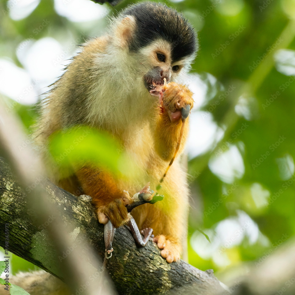 Obraz premium Central American Squirrel Monkey, Saimiri oerstedii, climbing tree, eating frog, Costa Rica, Central America