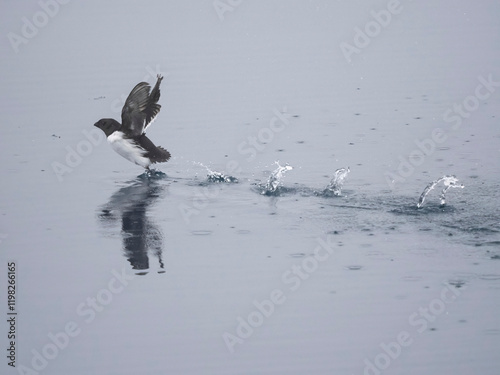 Little Auk or Dovekie, Alle alle, Svalbard, Europe photo