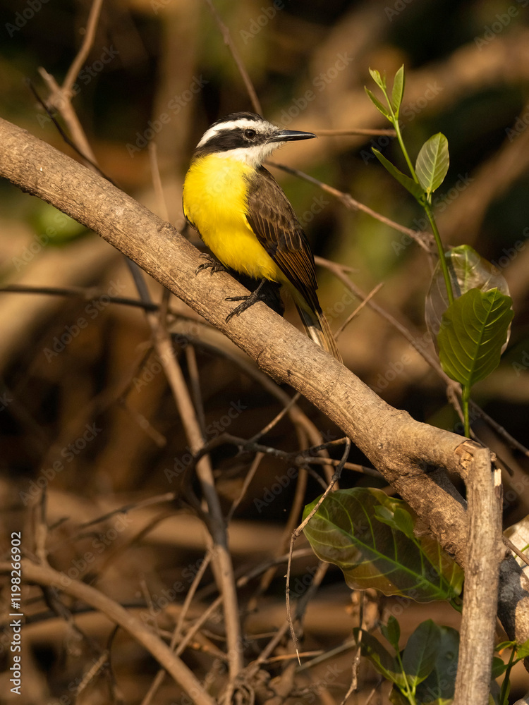 Naklejka premium Lesser Kiskadee, Philohydor lictor, perched, Brazil, South America