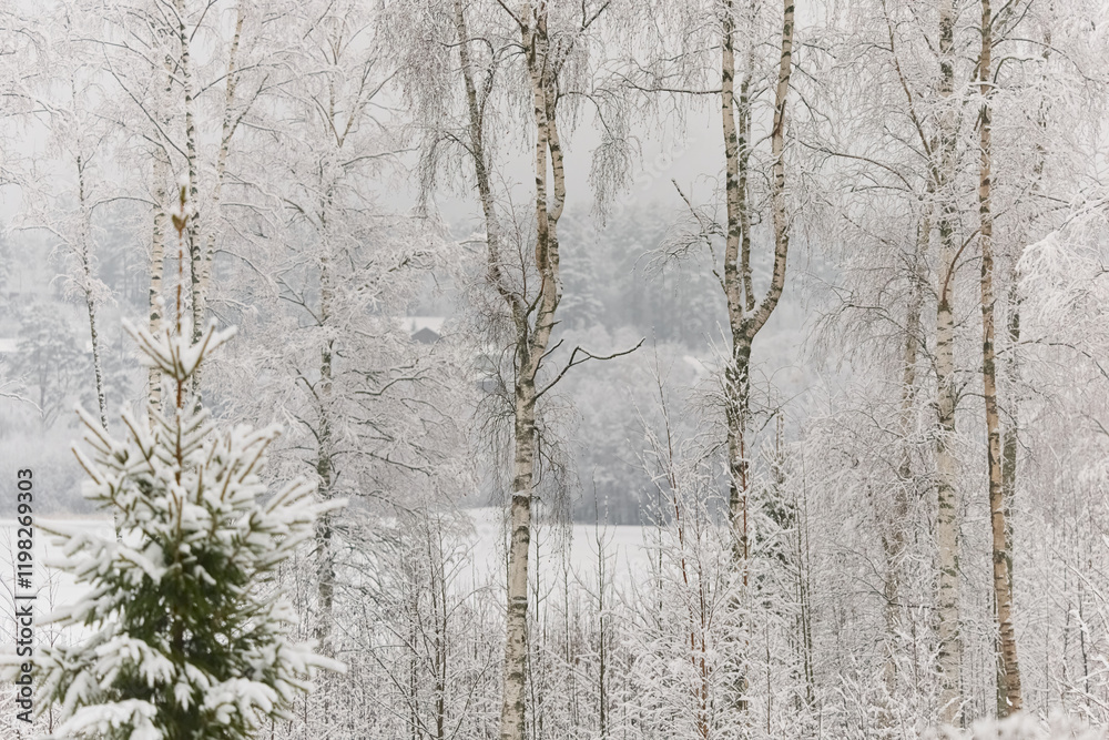 Fototapeta premium The heavy snowfall in a wild park, winter fairy tale in the forest, snow-covered tree branches, large flakes of snow are slowly falling, nobody, snow storm, blizzard