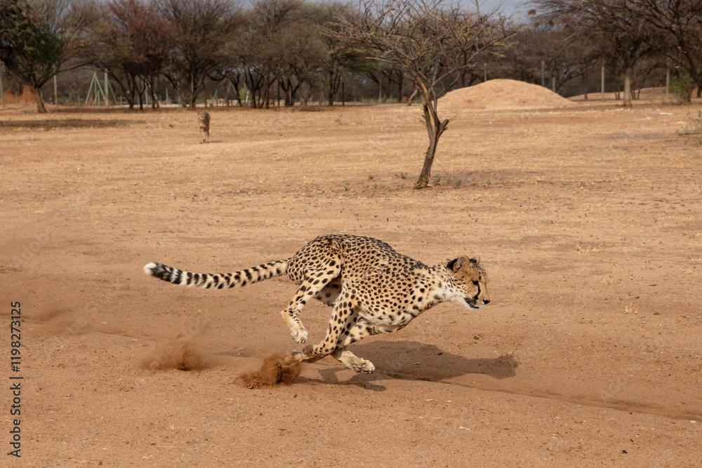 Rescued cheetah, Otjiwarongo in Namibia, Africa
