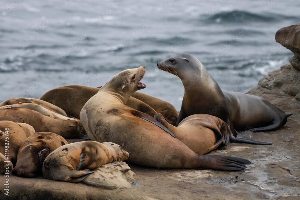 Naklejka premium La Jolla, California. Sea lion