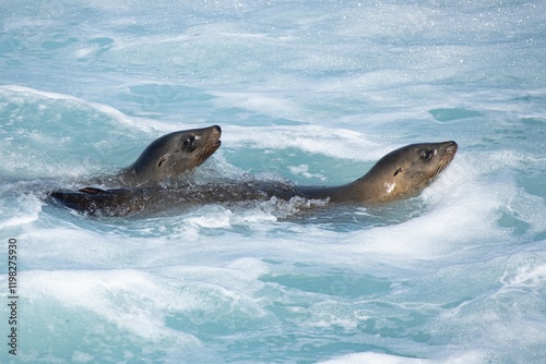 Canvas Print La Jolla, California. Sea lion surfing