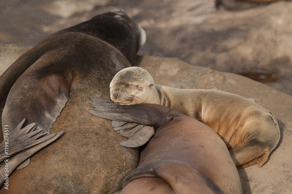 Fototapeta premium La Jolla, California. Sea lion