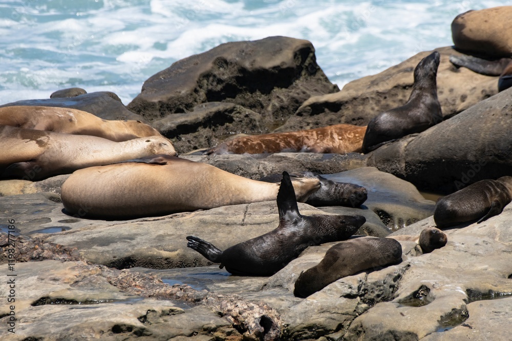 Fototapeta premium La Jolla, California. Sea lion
