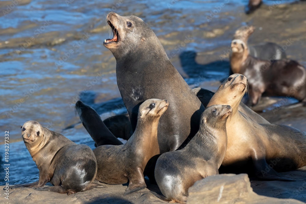 Fototapeta premium La Jolla, California. Sea lion