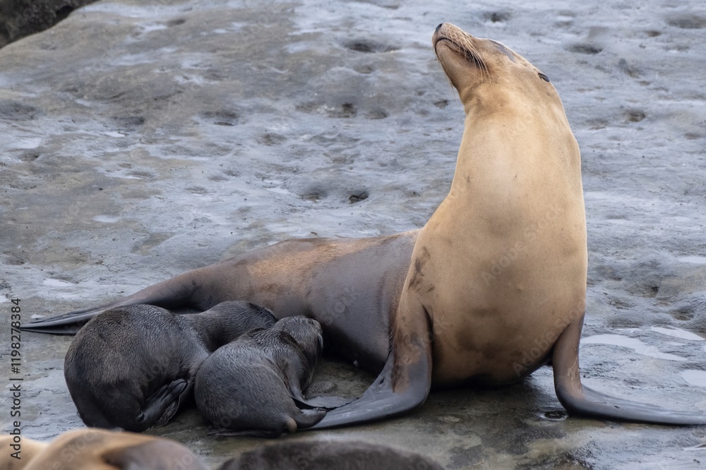 Fototapeta premium La Jolla, California. Sea lion nursing pup