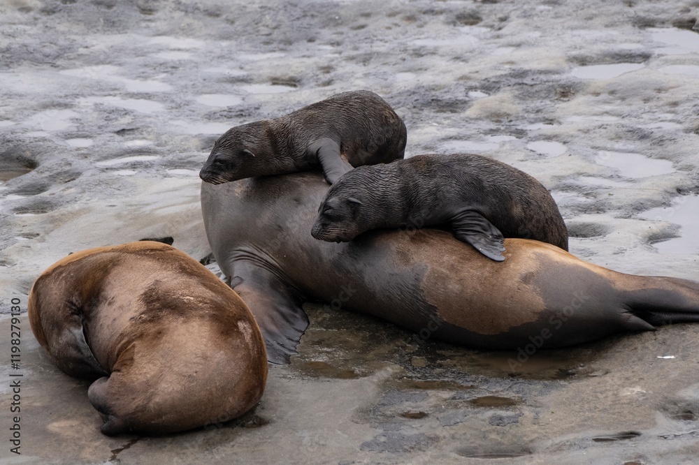 Fototapeta premium California sea lion La Jolla, California.