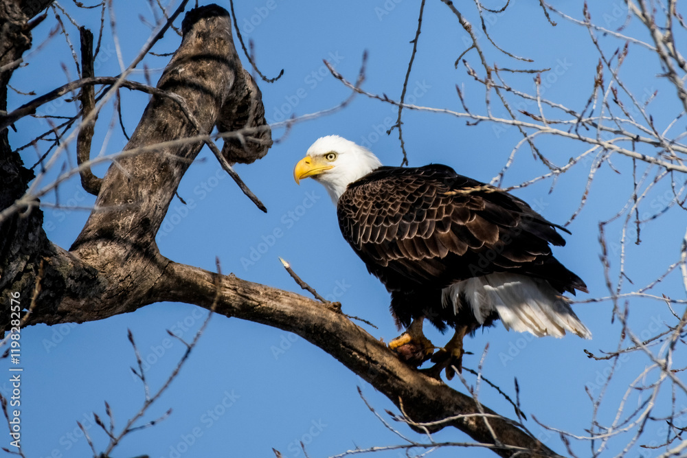 Bald eagle in Nebraska during spring migration. Bald eagle in Nebraska during spring migration.