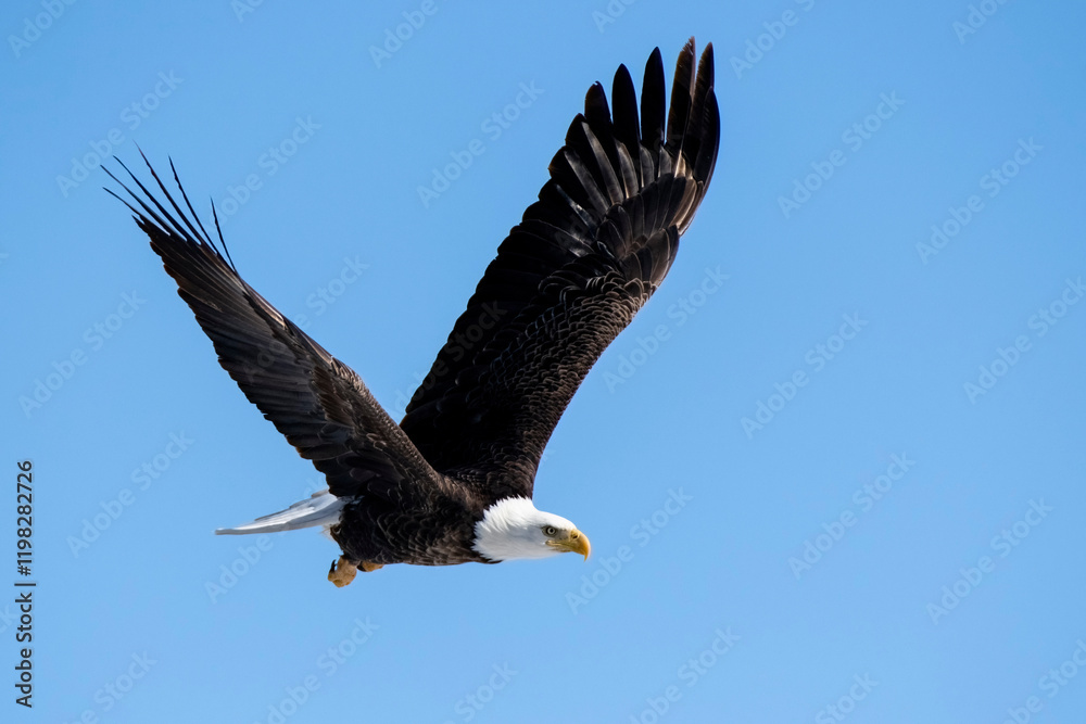 Naklejka premium Bald eagle in Nebraska during spring migration.