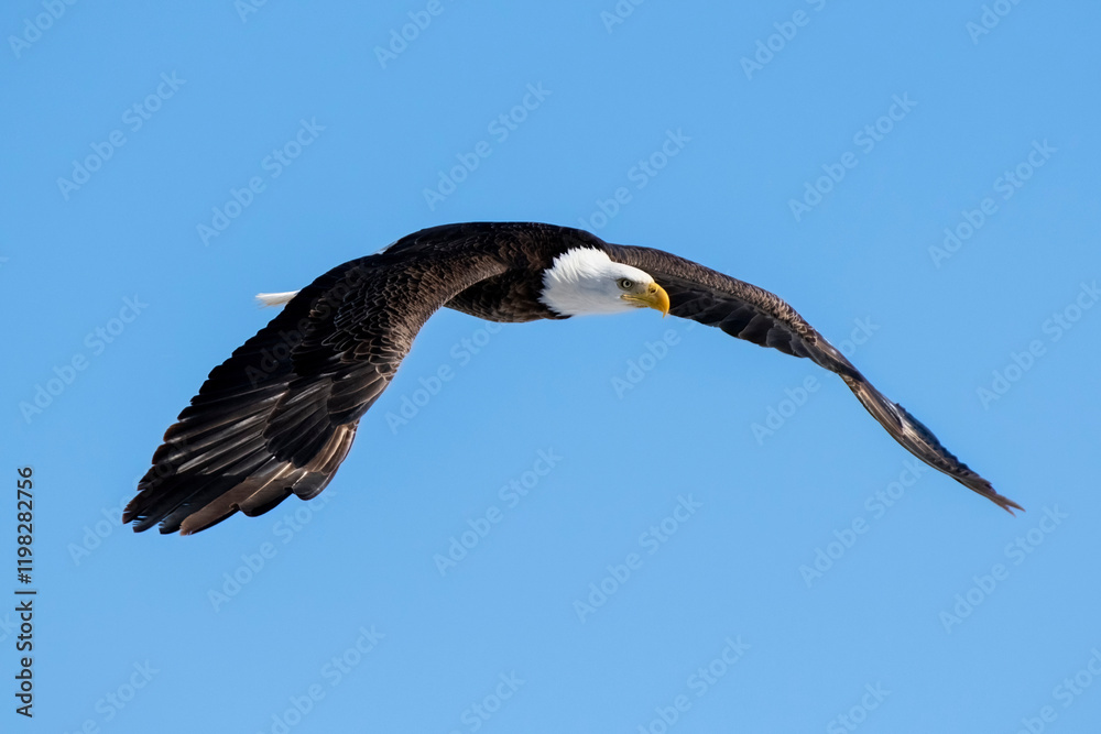 Bald eagle in Nebraska during spring migration. Bald eagle in Nebraska during spring migration.