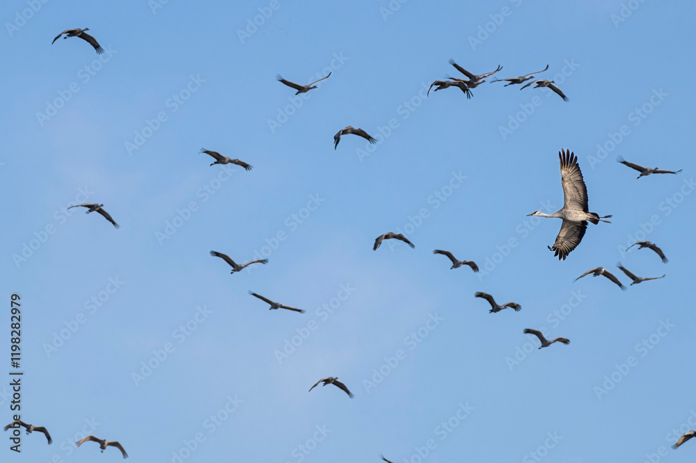 Sandhill cranes flying in Nebraska during spring migration.