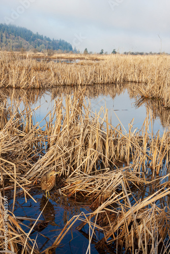 American bittern in wetland landscape