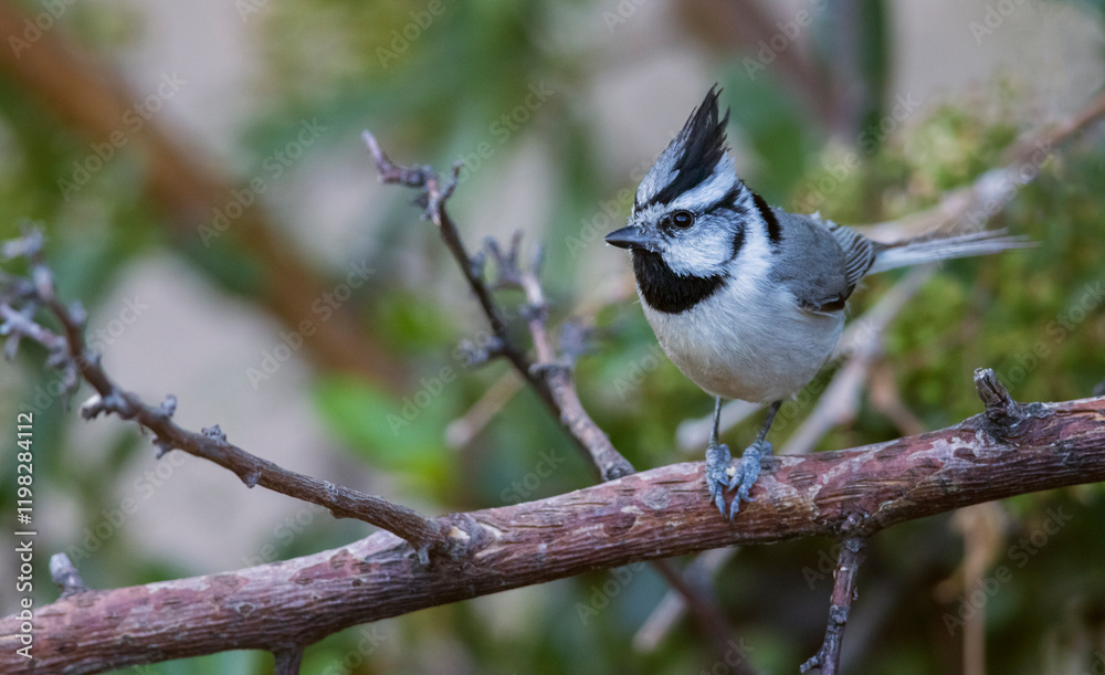 Fototapeta premium Color stock image of Bridled titmouse