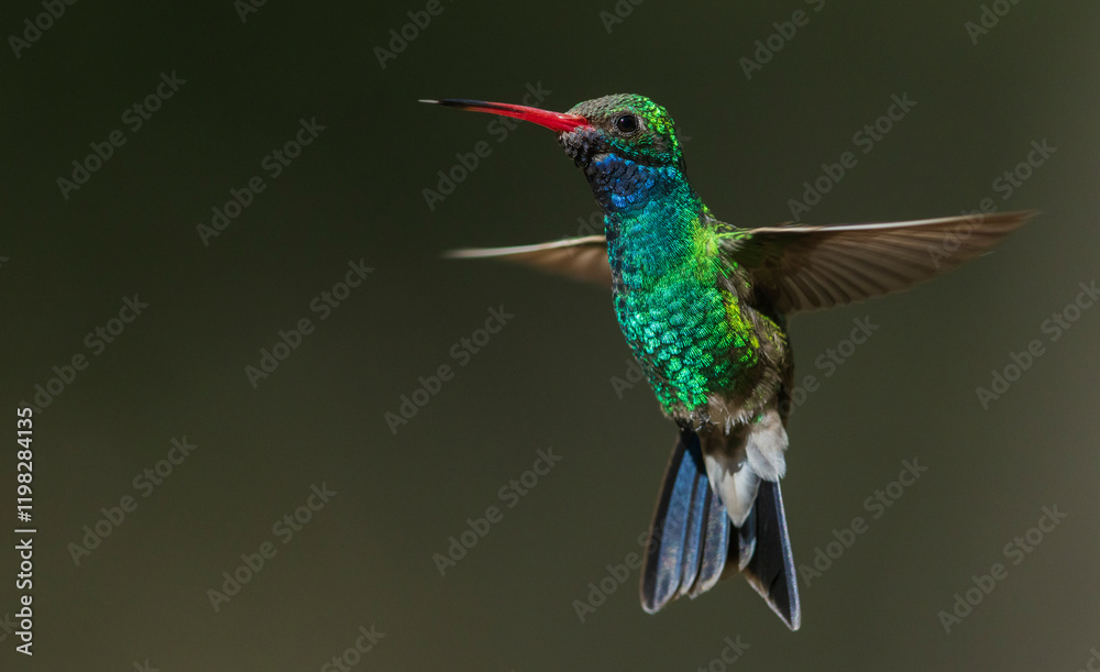 Fototapeta premium Broad-billed hummingbird flying, USA, Arizona